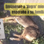 Le arrojan comida envenenada a ‘Negrito’ mientras esperaba a su familia en la Colonia Esmeralda y muere